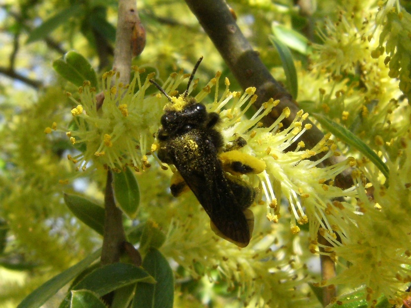 Imenottero rossonero: Andrena cfr thoracica